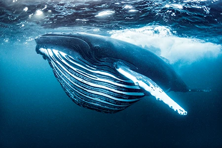 A humpback whale