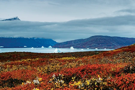 In the fall, low-growing, cold-adapted plants such as dwarf birch, bearberry, Arctic willow, and lichens cover the slopes with color that leaps out against the stark white of coastal icebergs and snow-capped peaks.