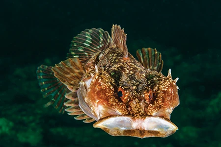 This northern sculpin is a sedentary sit-and-wait predator