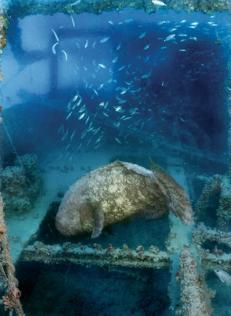 A goliath grouper flees from expedition divers