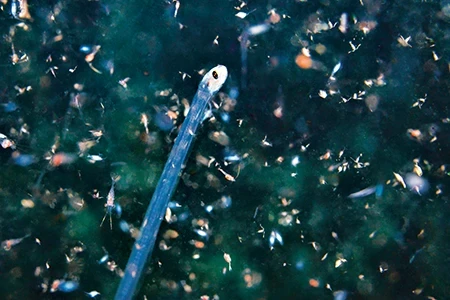 paralarval stage of a pearlfish on a night dive.