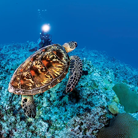 A green sea turtle glides across the reef