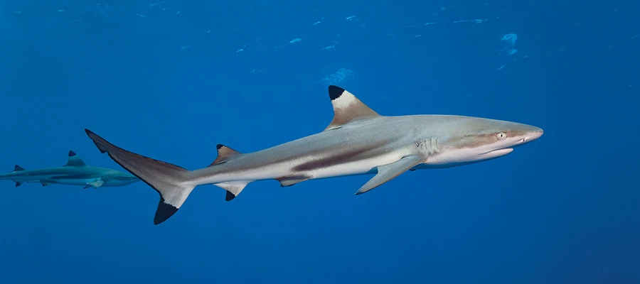 Blacktip reef sharks