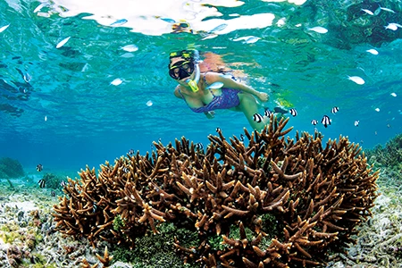A snorkeler explores a shallow coral reef