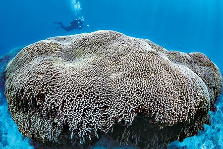 A large colony of hard coral