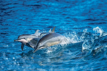 spinner dolphins
