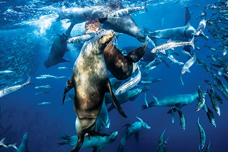 Chaos ensues as large numbers of California sea lions brazenly and disruptively feed.