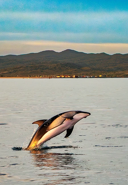 A rarely seen Pacific white-sided dolphin breaks the surface in the early morning light.