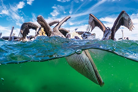 Brown pelicans gather in Magdalena Bay, poised for impact.