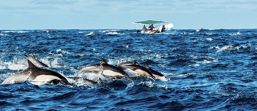 Pacific common dolphins move in to join the hunt.