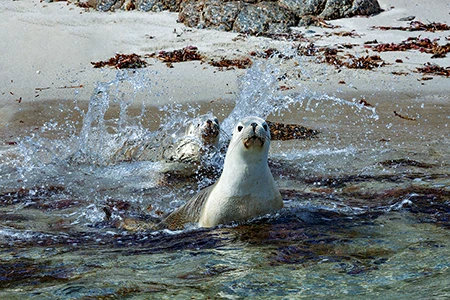 Australian Sea Lions