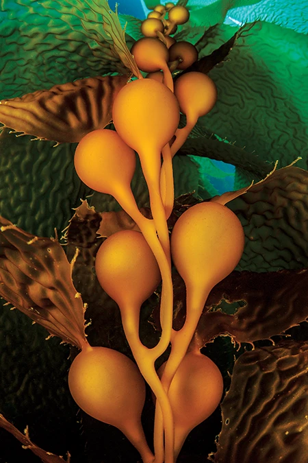 closeup of a giant kelp (Macrocystis pyrifera)