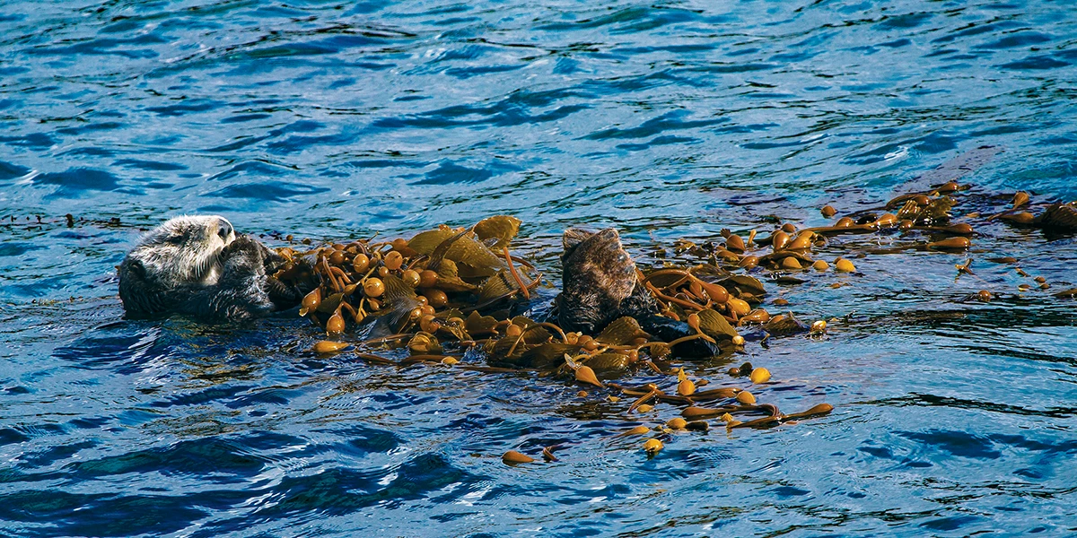 sea otter