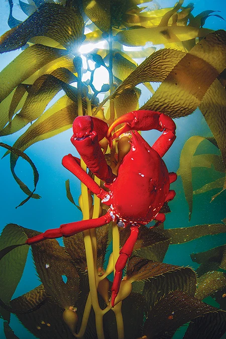 A kelp crab clings to the kelp