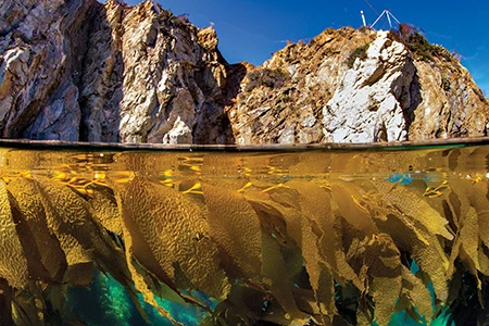 Kelp at Catalina Island.