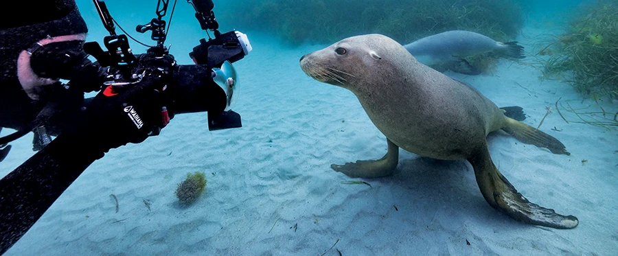 Australian Sea Lions being photographed