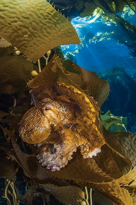 A two-spot octopus