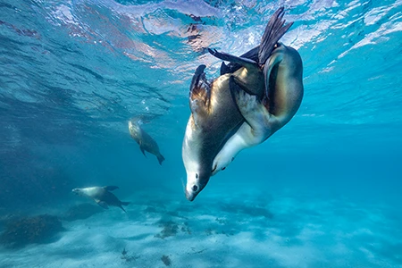 Australian Sea Lions