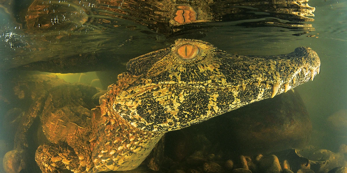 dwarf caiman