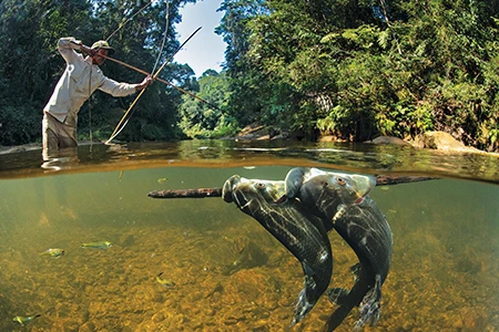 Trini Cari hunts for sábalos, which migrate in the millions upriver to the headwaters to spawn every year.