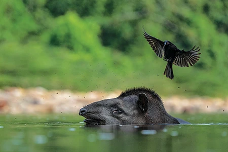 a lowland tapir