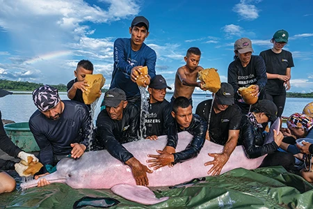 Fernando Trujillo (far left) and his team assess the health of a large pink dolphin.