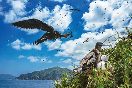 frigate bird