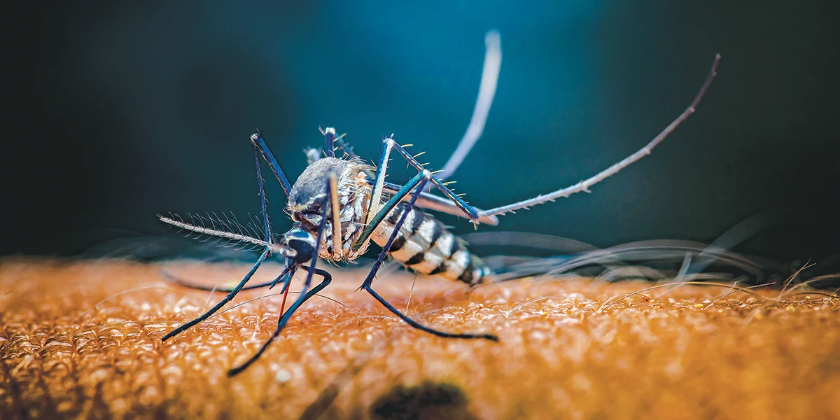 Mosquito on skin