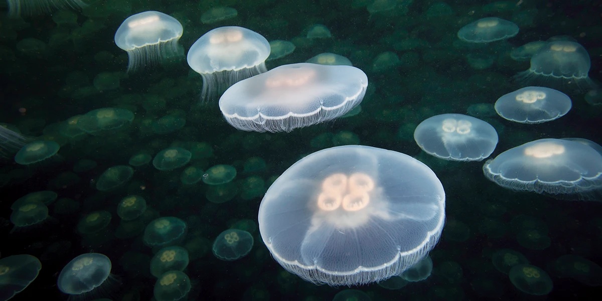 moon jellies in dark-green Alaskan waters