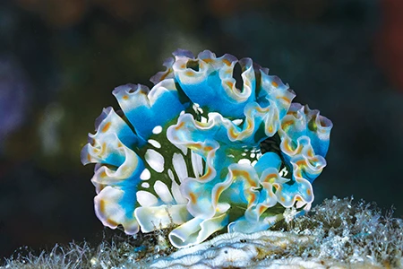 This nudibranch I found in Dominica was a spectacular specimen of Elysia crispata, commonly