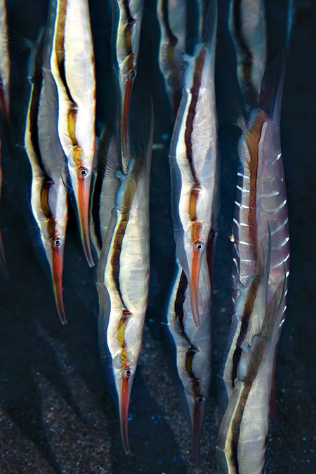 razorfish in a small vertical school