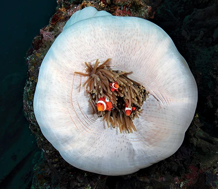 large white anemone with anemonefish