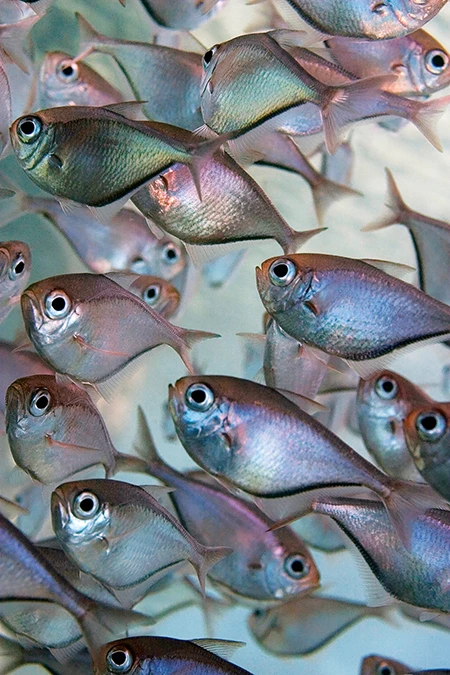 glassy sweepers