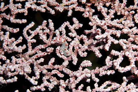 The pink sea fans that house these pygmy seahorses are a labyrinth. 