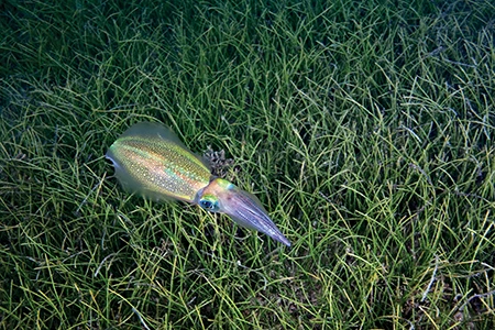 Squids are fascinating, with their chromatophores (pigment organs) that let them instantly change their skin color.