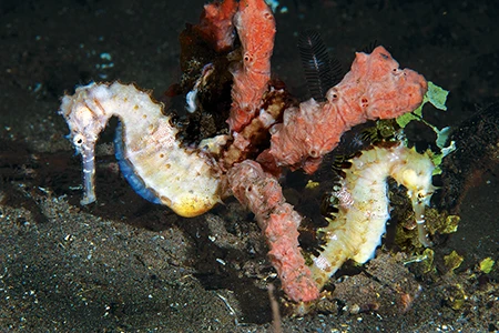 Seahorses