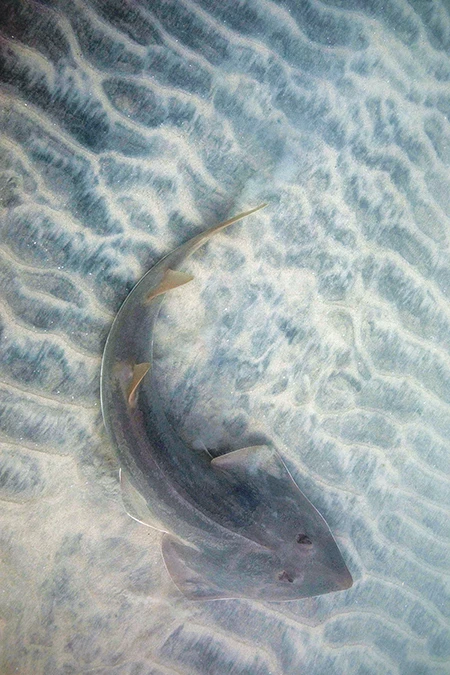 shovelnose ray in the shallows of La Jolla Shores