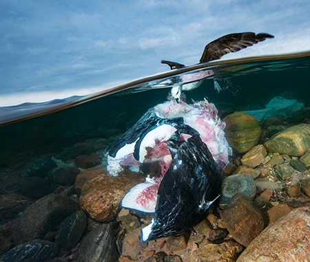 A gull feasts upon a narwhal skull off a remote hunting camp in western Greenland.