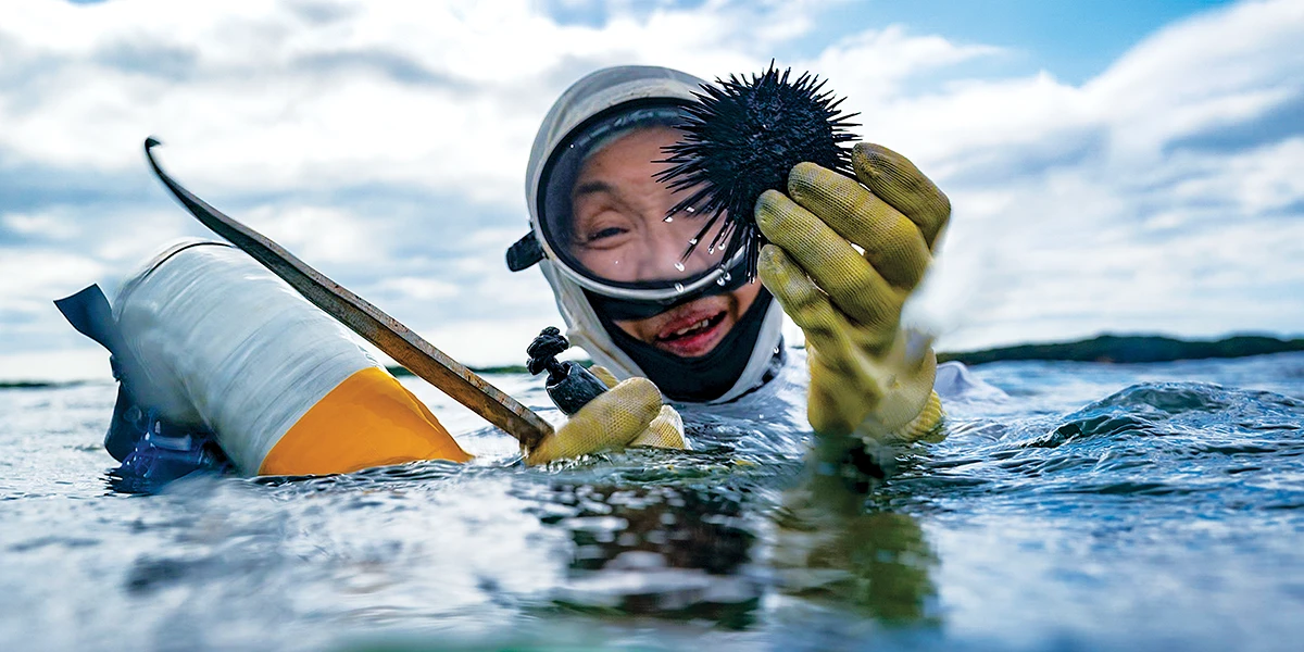 Hitomi Okumura proffers an urchin pried from the rocks of Ago Bay with an iso nomi, or chisel.