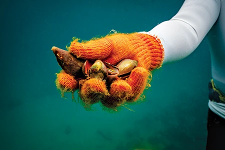 Kimiyou Hayashi rises with a cluster of turban shells.