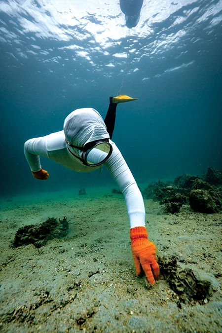 Hayashi gathers seafood from the ocean floor, as ama divers have done for 2000 years. 
