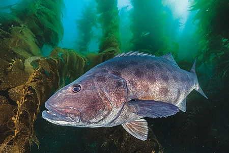 A giant black sea bass