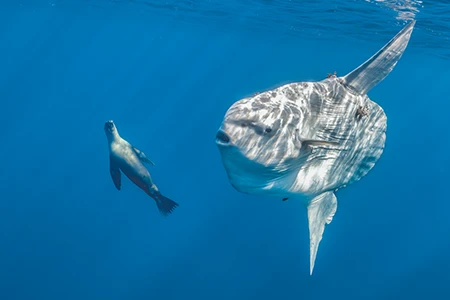 For a fleeting moment an ocean sunfish and California sea lion are drawn together by the same seasonal abundance.