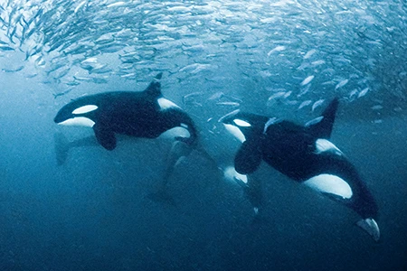 Orcas work together to corral the herring into baitballs