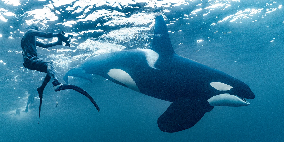A freediver photographs an orca