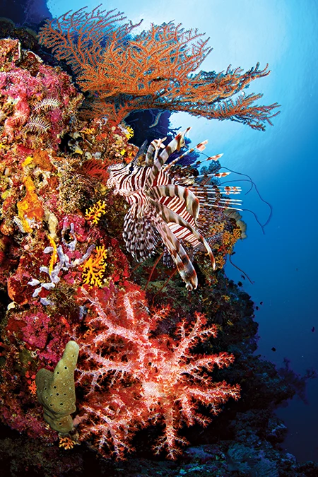 A lionfish
