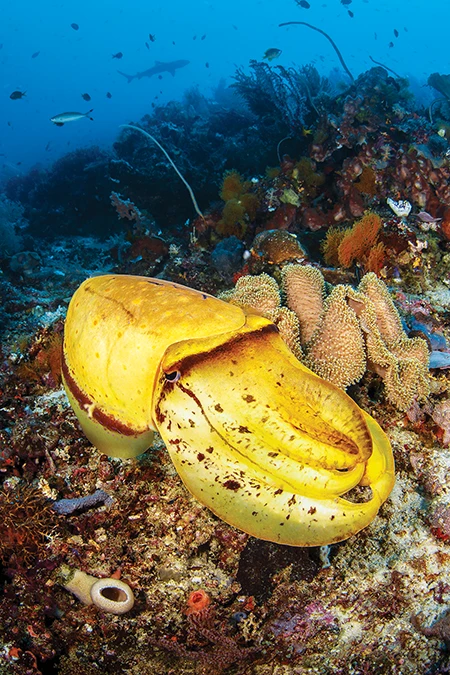 Broadclub cuttlefish.