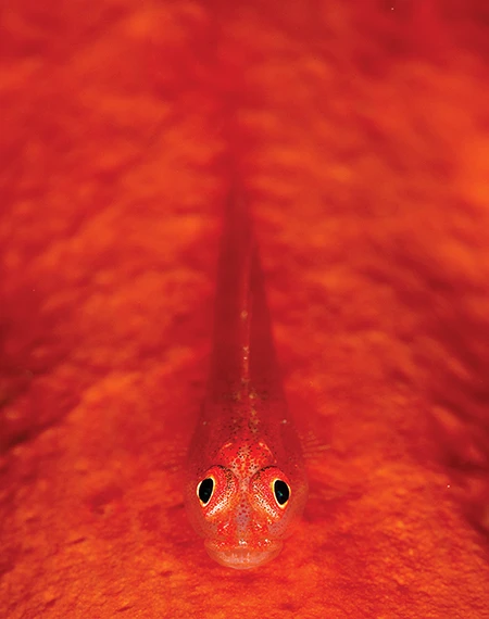 This gorgonian showcases the beauty of a vibrant reef’s smaller inhabitants like this goby. 
