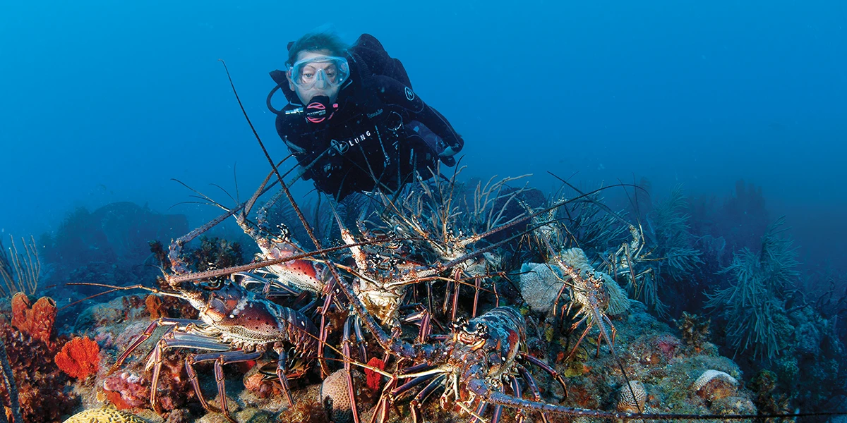 Diver with Caribbean spiny lobsters.
