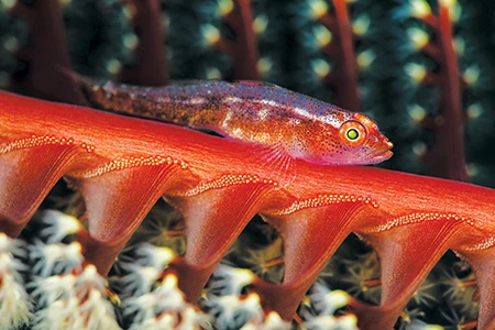 Remember to inspect soft corals, such as this brightly colored sea pen, for symbiotic creatures.